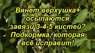 Вянет верхушка на томатах в жару и опадают верхние кисти?