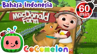 Bingo di Peternakan🐕 | CoComelon Bahasa Indonesia - Lagu Anak Anak | Nursery Rhymes