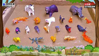 Animals for Kids to Learn | Jungle, Farm and Wild Animals Muddy Adventure for Kids Fun Learning