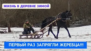 Первый раз запрягли жеребца в сани!!!🐎 Обучение жеребца/Жизнь в деревне