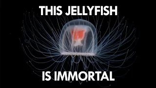 Jellyfish are the key to Immortality