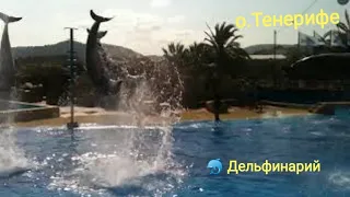 Дельфины в Лоро парк 🐬 Тенерифе, Канарские острова, Испания