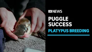 Baby platypus first sign project is producing a new generation | ABC News