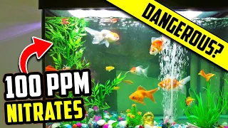 Are Nitrates in Your Aquarium Good or Bad? How to Find The Ideal Level