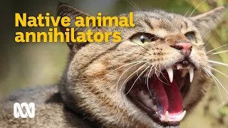 Feral cats - Australia's native animal annihilators 😼🦜 | Meet the Ferals Ep 2 | ABC Australia