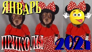 ПРИКОЛЫ 2021 САМЫЕ НОВЫЕ!!!!СМОТРЕТЬ ПРИКОЛЫ 2021!!!#4