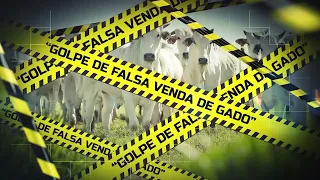 “Golpe de falsa venda de gado”