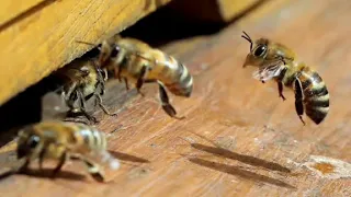 Де частіше селяться дикі бджоли Детальна інформація в описах!