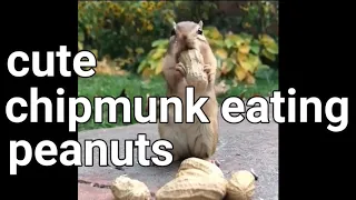 watch cute chipmunk eating peanuts