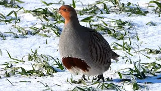 Куропатки в сильный мороз / Grey partridges in severe frost
