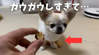 ガウガウ止めようと思ったらまさかの結果に【ペキチワのピノ】