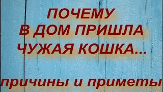 ПОЧЕМУ В ДОМ ПРИШЛА ЧУЖАЯ КОШКА... ПРИЧИНЫ И ПРИМЕТЫ . народные приметы и поверья