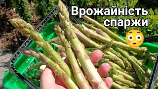 Скільки кущів спаржи садити? #pozitiff_asparagus #asparagus #аспарагус #спаржа #позитивна_спаржа