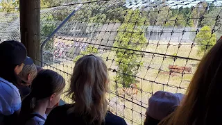 Tiger @ Orana Wildlife Park, Christchurch, from January 20, 2020.