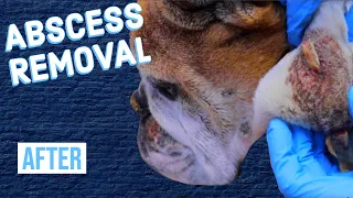 Abscess on Bulldog | After