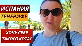 Испания. Тенерифе. VLOG: ПРЕКРАСНЫЙ САД! Хочу себе такого ЛАСКОВОГО КОТА! 23.04.2023