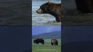 Russian teenager calls mother while a Grizzly bear and her cubs eat her alive!  (Short)