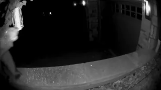 Motion-Activated Security Camera Captures Bear on Video in South Boulder