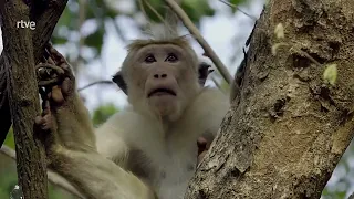 A Ilha Dos Macacos  A Historia De Uma Mãe 1