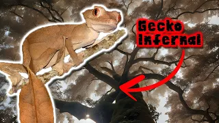 Gecko Cola de Hoja Satánico: Revelando Secretos - Documental de Animales