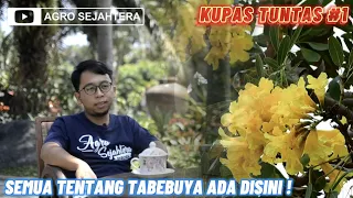 KUPAS TUNTAS SEMUA TENTANG POHON TABEBUYA | AGRO SEJAHTERA