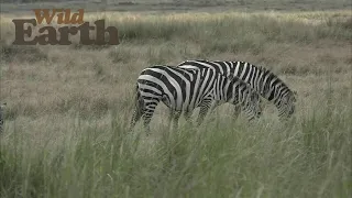 WildEarth - Sunrise  - 20 August 2020