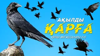 Құран мұғжизалары 105: Ақылды қарға ᴴᴰ