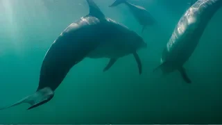 Dolphins Fight Off Shark! | BBC Earth