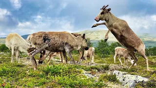 Solo Camping in the Wild North Surprised by Reindeer