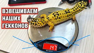 Эублефар — Взвешиваем наших гекконов