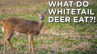 What Do Whitetail Deer ACTUALLY EAT?! | Native Browse & Food Plots
