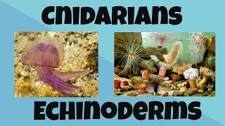 Cnidarians and Echinoderms