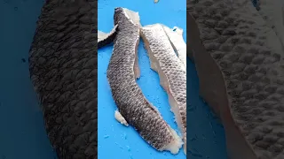 Fish fillet cutting machine