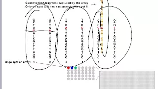 SNP Arrays