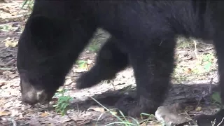 Billy the Black Bear at the Jacksonville Zoo