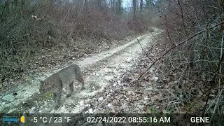 A Few Bobcats From The Property