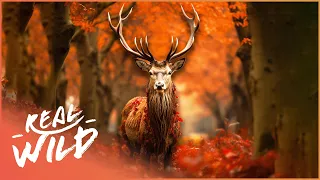 Exploring The Splendid Lives Of Fall Wildlife | Autumn - World of Colours | Real Wild