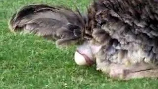 Ostrich lays an egg!