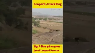 Leopard Attacks Dog.Lucky Dog Jawai Leopard Reserve. Wildlife India Official #shorts