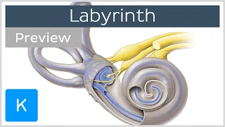 Labyrinth: Structure and inner ear function (preview) - Human Anatomy | Kenhub