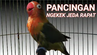 masteran lovebird 1 jam | pancingan lb ngekek panjang