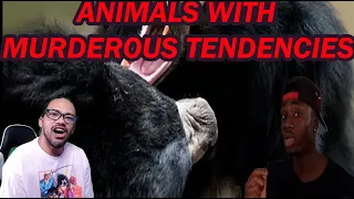 REACTION: 7 Times Animals Became Serial Killers - CASUAL GEOGRAPHICS