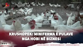 Krushopek: Miniferma e pulave – nga hobi në biznes!