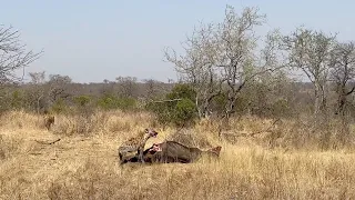 Lion surprises hyena that was stealing from them