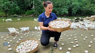 VIDEO FULL: 150 Days Harvest Duck Eggs, Chicken, Fruit | Cooking, Gardening, Farm, Building house.