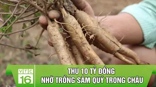 THU 10 TỶ ĐỒNG NHỜ TRỒNG SÂM QUÝ TRONG CHẬU | VTC16