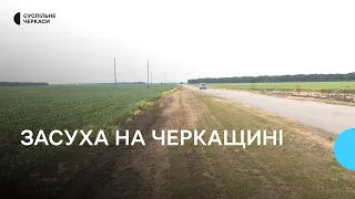 Засуха на Черкащині: як така погода вплине на врожай?