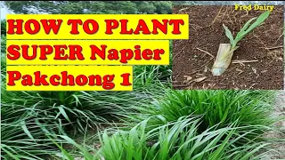 How to plant Super Napier Pakchong 1