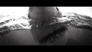 RED COLLECTIVE - ANDY BRANDY CASAGRANDE IV - SHARKS - ABC4EXPLORE - RED DIGITAL CINEMA