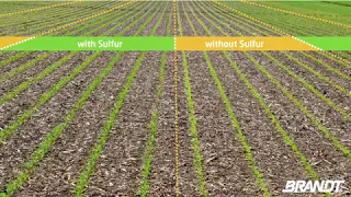 Effects of Adding Sulfur to Corn and Soybeans